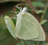 White Migrant