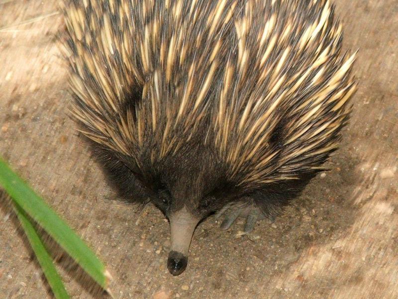australia-usa-epals / Our Animals australia-usa-epals / Our Animals