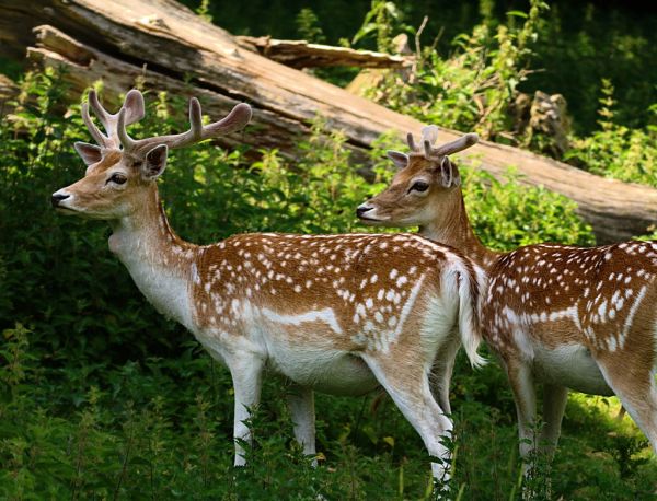 Fallow Deer | Dama dama photo