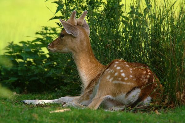Fallow Deer | Dama dama photo