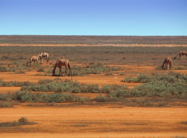 Dromedary Camel | Camelus dromedarius photo