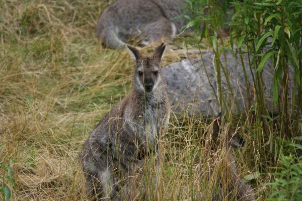 Western Grey Kangaroo | Macropus fuliginosus photo