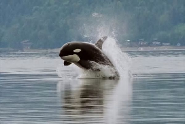 Killer Whale | Orcinus orca photo
