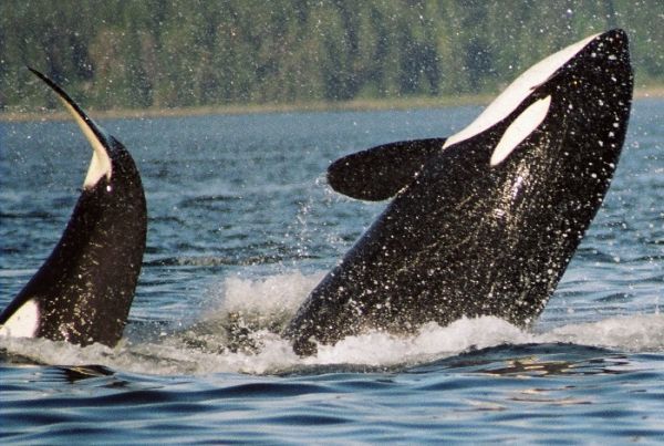 Killer Whale | Orcinus orca photo
