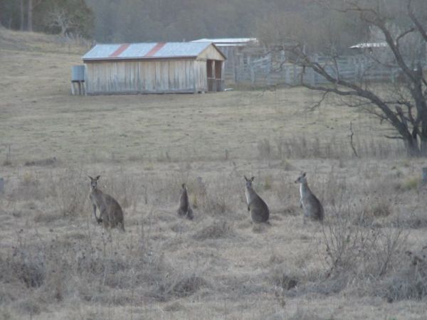 Common Wallaroo | Macropus robustus photo