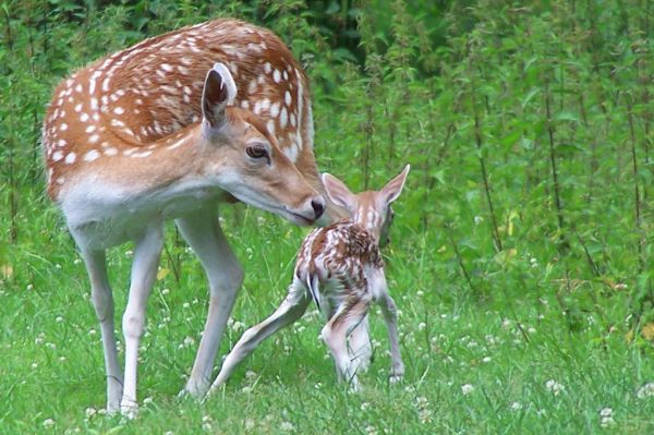 Fallow Deer | Dama dama photo