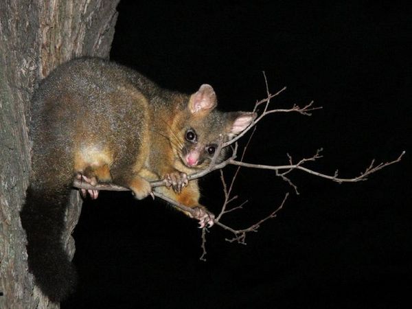 brushtail possum baby