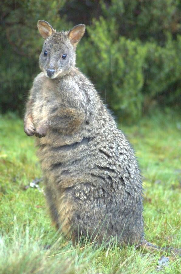 Tasmanian Pademelon | Thylogale billardierii photo