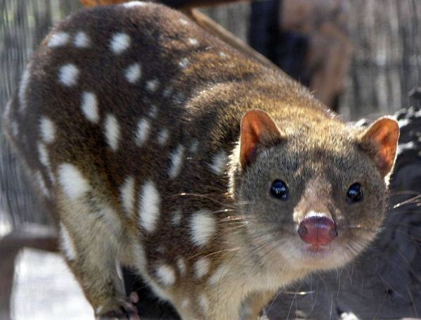 normal_W-TigerQuoll_SeanMcClean.jpg