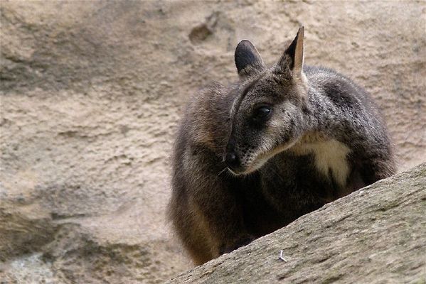 Brush-tailed Rock-wallaby | Petrogale penicillata photo