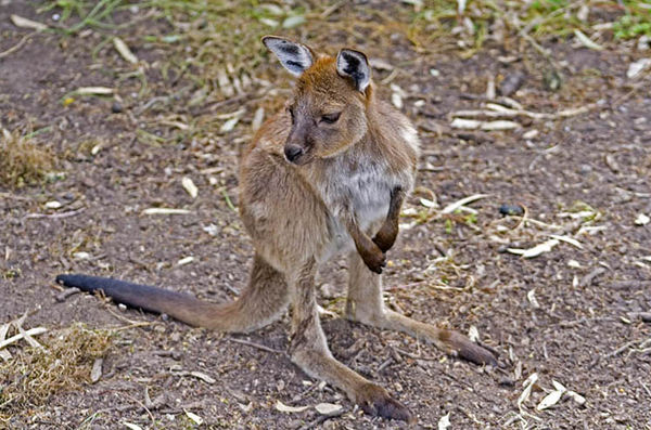 Common Wallaroo | Macropus robustus photo
