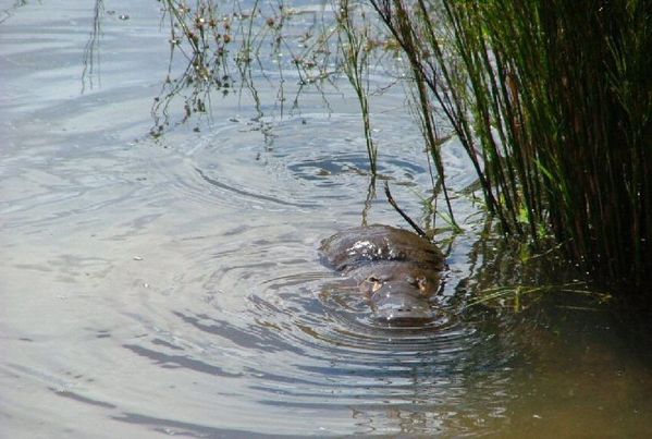 Platypus | Ornithorhynchus anatinus photo