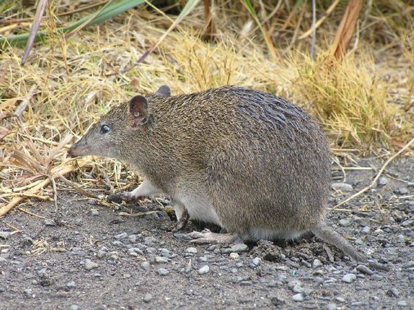 Southern Brown Bandicoot | Isoodon obesulus photo