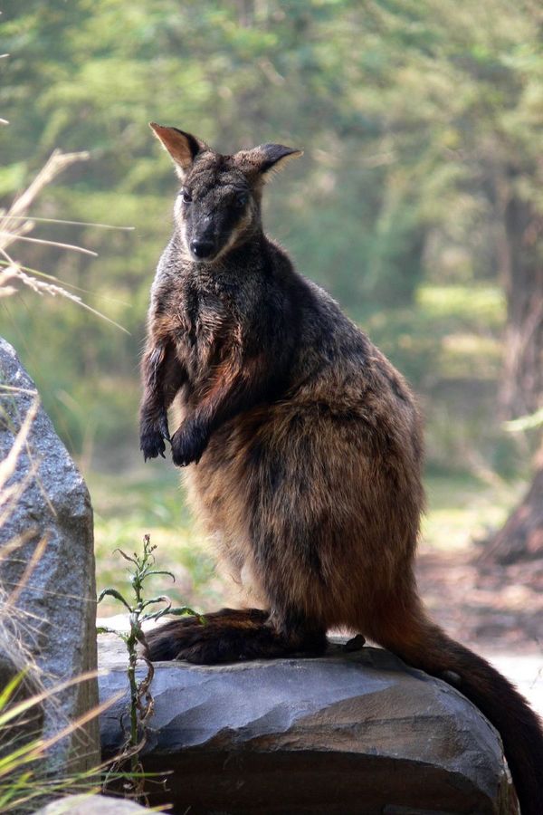 Black-footed Rock-wallaby | Petrogale lateralis photo