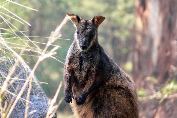 Black-footed Rock-wallaby | Petrogale lateralis photo