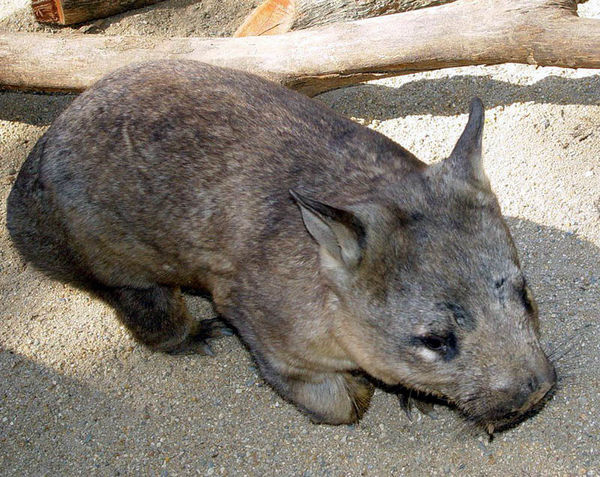 Southern Hairy-nosed Wombat | Lasiorhinus latifrons photo