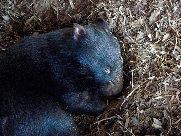 Common Wombat | Vombatus ursinus photo
