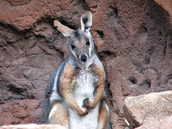 Yellow-footed Rock-wallaby | Petrogale xanthopus photo