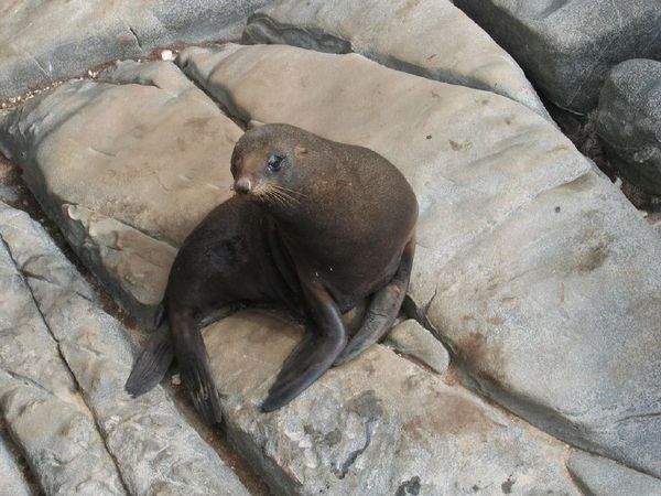 New Zealand Fur Seal | Arctocephalus fosteri photo
