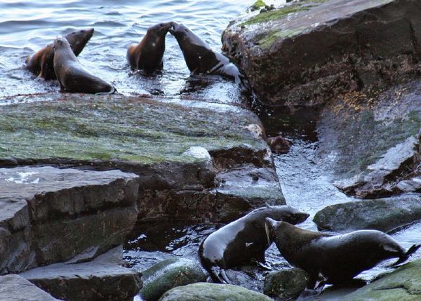 New Zealand Fur Seal | Arctocephalus fosteri photo