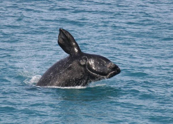 Southern Right Whale | Eubalaena australis photo