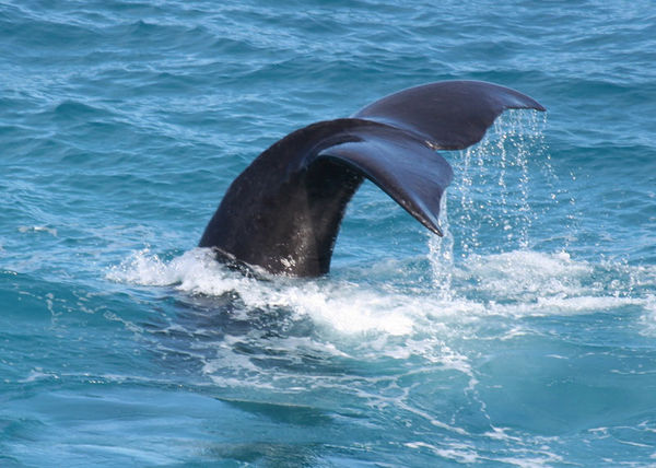 Southern Right Whale | Eubalaena australis photo