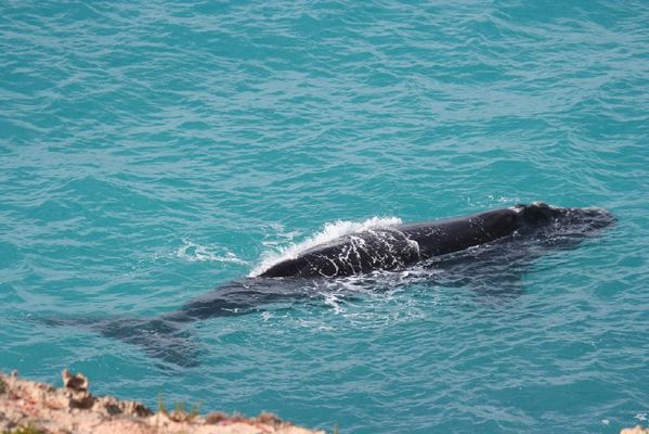Southern Right Whale | Eubalaena australis photo