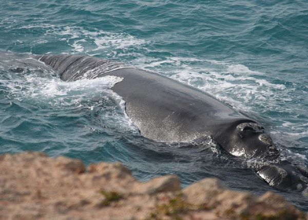 Southern Right Whale | Eubalaena australis photo