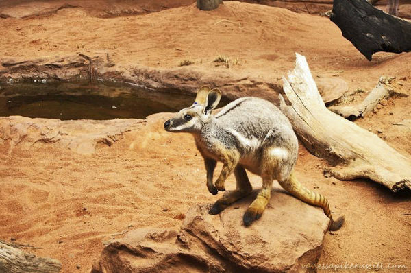 Yellow-footed Rock-wallaby | Petrogale xanthopus photo