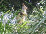 The Unadorned Rock-wallaby is brownish grey above and paler underneath. Weak face stripe below eye. Dark tip at end of tail.