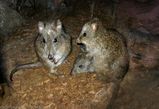Northern Brown Bandicoot