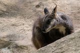 Brush-tailed Rock-wallaby