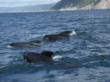 Long-finned Pilot Whale