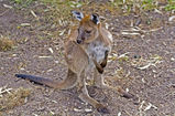 Common Wallaroo