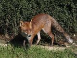 Red Fox