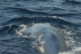 Bryde's Whale is dark gray with a yellowish white underside. It is the second smallest rorqual (after the Northern Minke Whale).  It has three parallel ridges in the area between the blowholes...