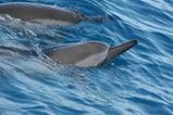 Spinner Dolphin