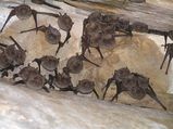 Little Bentwing Bat
