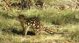 Tiger Quoll