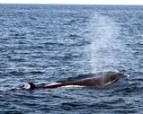 Sei whales are dark gray with irregular white markings across the back. The body is relatively slender with short pectoral fins and sickle shaped dorsal fin.  The snout is pointed. On the underside...