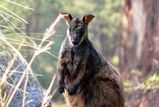 Black-footed Rock-wallaby