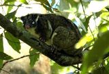Green Ringtail Possum