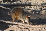 Tasmanian Pademelon