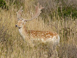 Fallow Deer