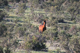 Brumby