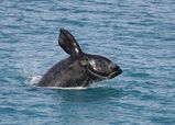 The Southern Right Whale is mostly black and may have white belly patches. It has short wide flippers and no dorsal fin. The body is large and rounded and mouth is highly arched when viewed from...
