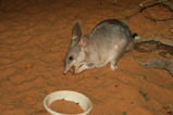 Bilby