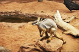 Yellow-footed Rock-wallaby
