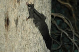 Squirrel Glider