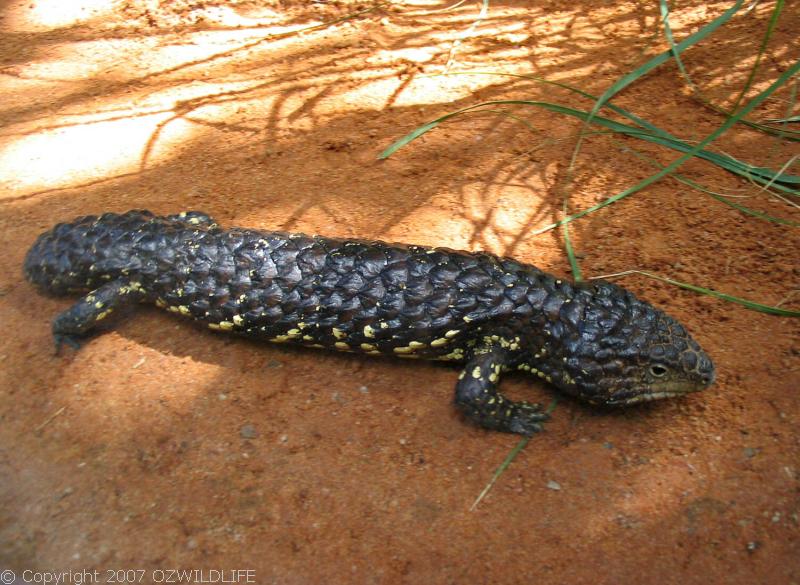 Shingleback lizard